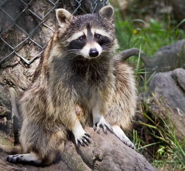 Closeup photograph of a raccoon looking quite puzzled and guilty.