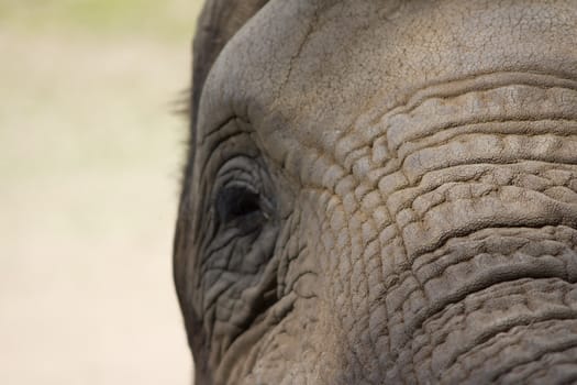 Photograph of an elephant profile, highlighting its wrinkles and age.