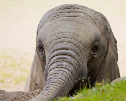 Photograph of an elephant infant, seeking food and human contact during a zoo visit.