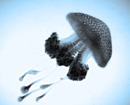 Photograph of an underwater jellyfish, representing underwater biological life.