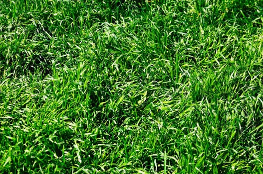 green grass background