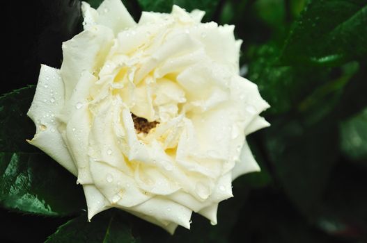 fresh white rose with drops of rain on the bush