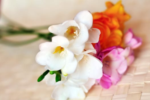 sweet spring freesias in the soft focus
