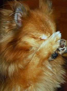 Close up of a Pomeranian dog covering eyes.
