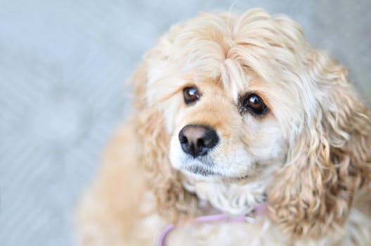  portrait of American cocker spaniel  in soft selective focus