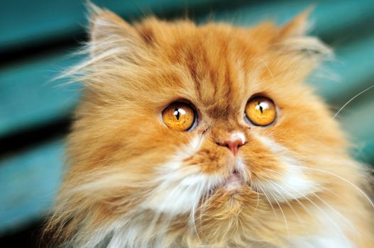  Red persian  cat in the soft focus