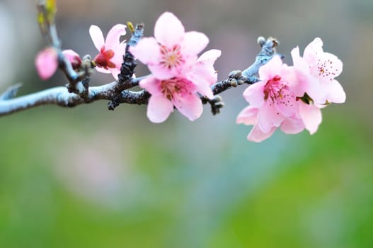 fresh spring background - soft blossom of peach tree