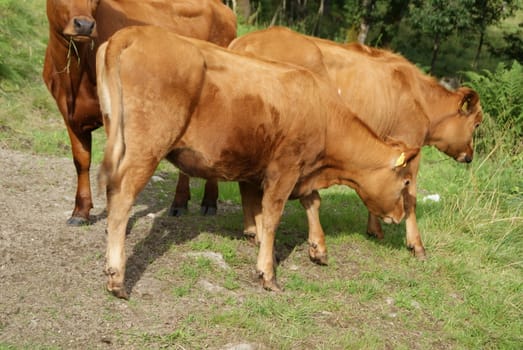 cow eats grass.