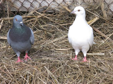 Two cooing pigeons, black and white.