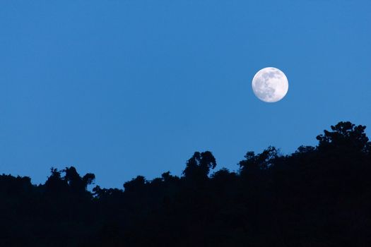 Night time with moon and tree silhouette