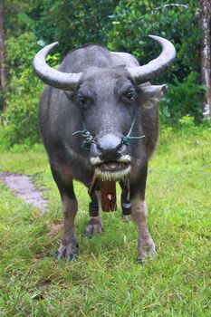 Thai Buffalo