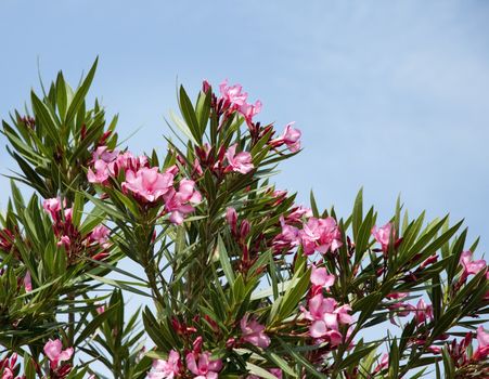 Pink flowers with a blue sky in the background