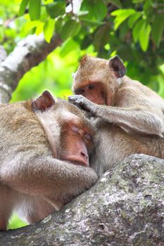 Monkey is finding flea from the other monkey's hair