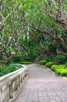 Pathway with trees  