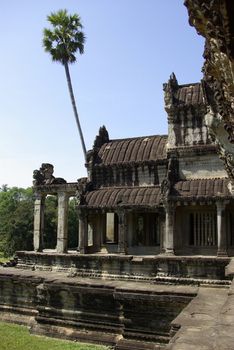 It's an unusual part of Angkor Wat temple with a high palm