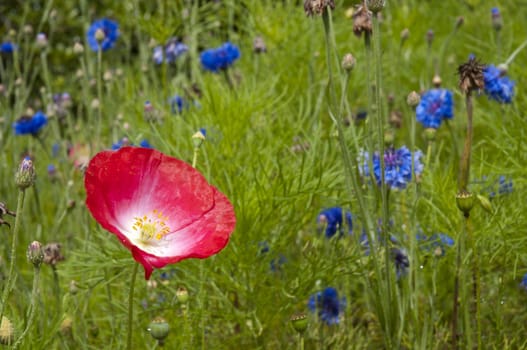 Low angle close-up shot of red flower against green grass