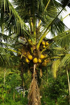 It's a view on coconuts in a coconut palm in Bali
