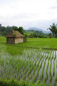 It's a view of young watered ricefield with a little hut in Bali island