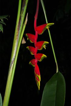 It's tropical flowers called "Paradise Birds" in Bali island.