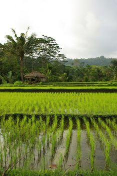 A landscape of young ricefields, with an old hut and some palms.