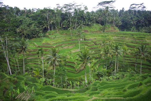 Typical landscape of Bali island : lots of terrace ricefields and palms trees