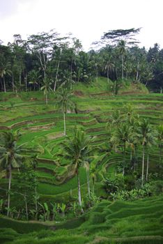 It's a typical landscape of Bali island : lots of terrace ricefields and palms.