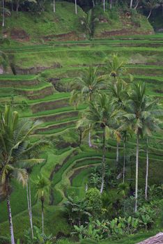 It's a typical landscape of Bali island : lots of terrace ricefields and palms.