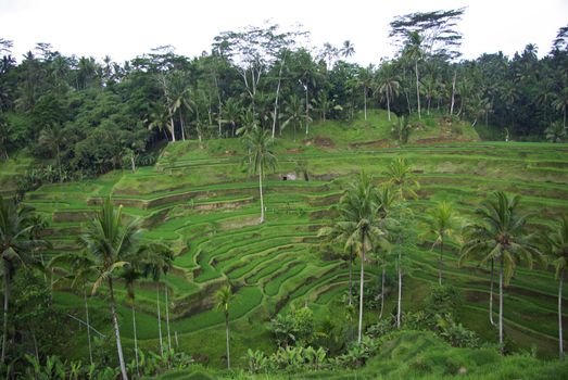It's a typical landscape of Bali island : lots of terrace ricefields and palms.