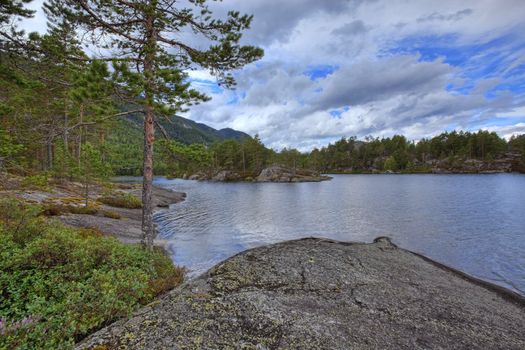 Colorful picture of a Norwegian forest, Vr�dal