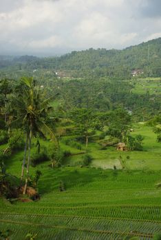 Landscape of young watered ricefield with some coconut palm and a forest in the background in Bali island