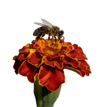 Flower of calendula and bee on white