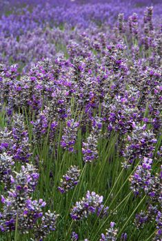 Lavender flower field diminishing to distant soft focus as a vertical image