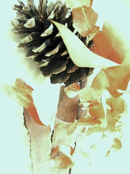 Cone and leaves