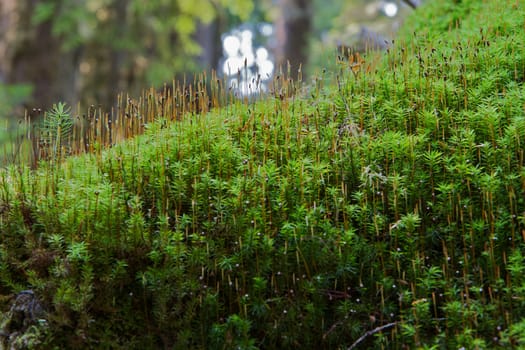 Macro of patch of moss that looks like a miniature forest growing on a d dead tree