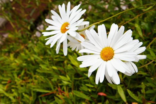 Some White daisies against softer focus green leaves
