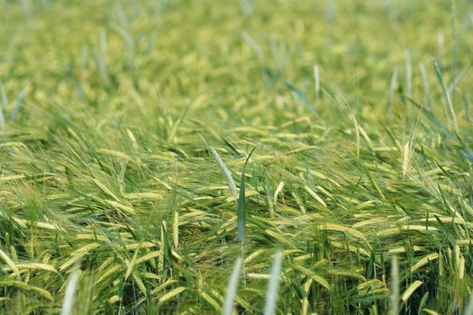 Yellow grain ready for harvest growing in a farm field