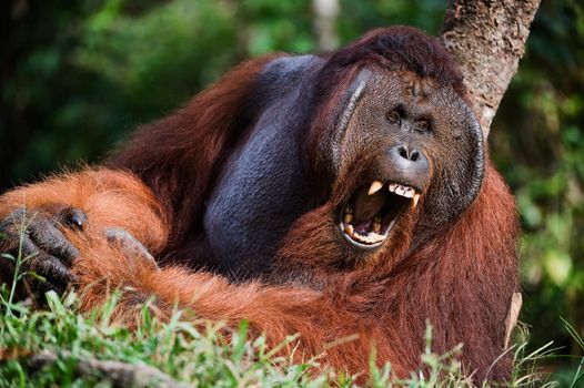 Indonesia, Borneo - Yawning Orangutan sitting on a tree