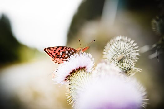Closeup of a monarch butterfly on nice flower