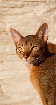 verry cool and wounderful young abyssinian cat photo