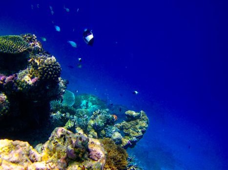 under water world at Maldives blue clear sea