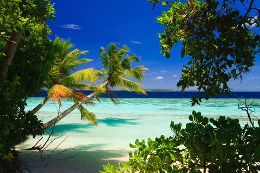 Tropical Paradise at Maldives with palms and blue sky