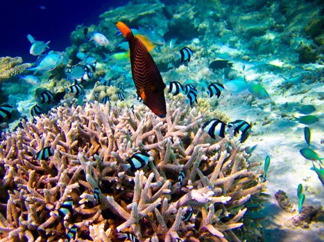 under water world at Maldives blue clear sea