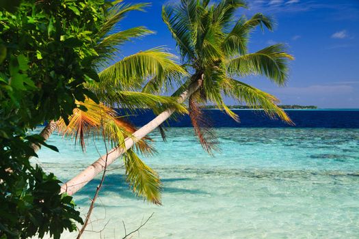 Tropical Paradise at Maldives with palms and blue sky