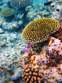 under water world at Maldives blue clear sea