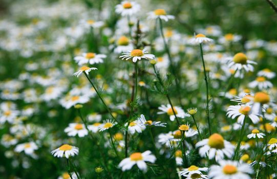 Spring grass field with many white daisies