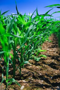 Row of corn on an agricultural field.