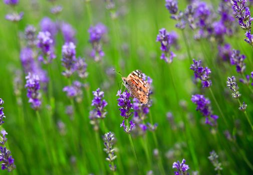 butterfly on a green plant with verry nice background