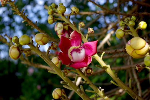 Close-up on a pink flower of the Buddha tree