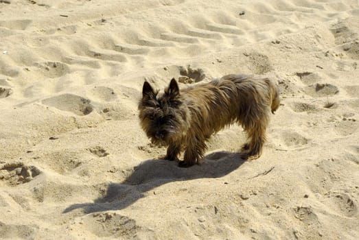 It's a little dog searching something on the beach