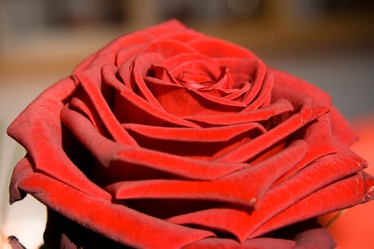 flower: red rose as postcard for example